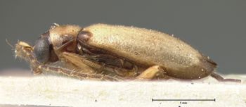 Media type: image; Entomology 18465   Aspect: habitus lateral view